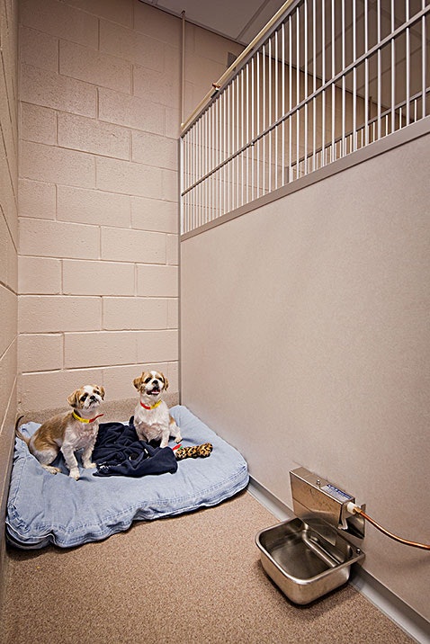 1652339197168 Olde2520towne Dog2520suite2520with2520automatic2520waterer