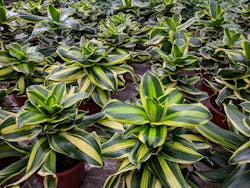 1652340101783 Officeplants 1652340101783 Officeplants