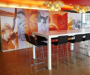 1652344060722 I 1015 Dogsandcats