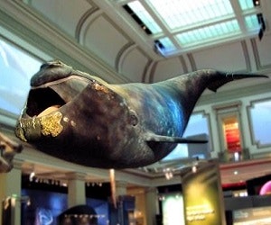 1652345625930 I 0814 Ggvwhale