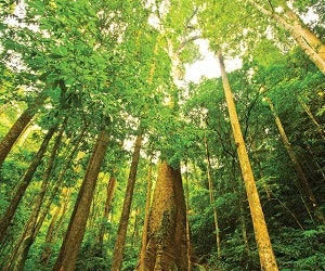 1652346873262 I 0114 Trees