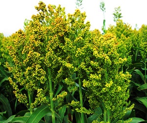 1652352713097 A 1110 Atw Sorghumgrass