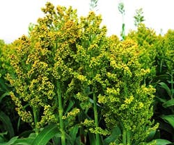 1652352713097 A 1110 Atw Sorghumgrass 1652352713097 A 1110 Atw Sorghumgrass