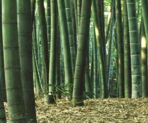 1652353958273 I 0310 Df Hardwoods