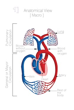 Segura's HE+Ar.T hospital concept is based off the structure of the human heart. Watch its three-step progression. Segura's HE+Ar.T hospital concept is based off the structure of the human heart. Watch its three-step progression.