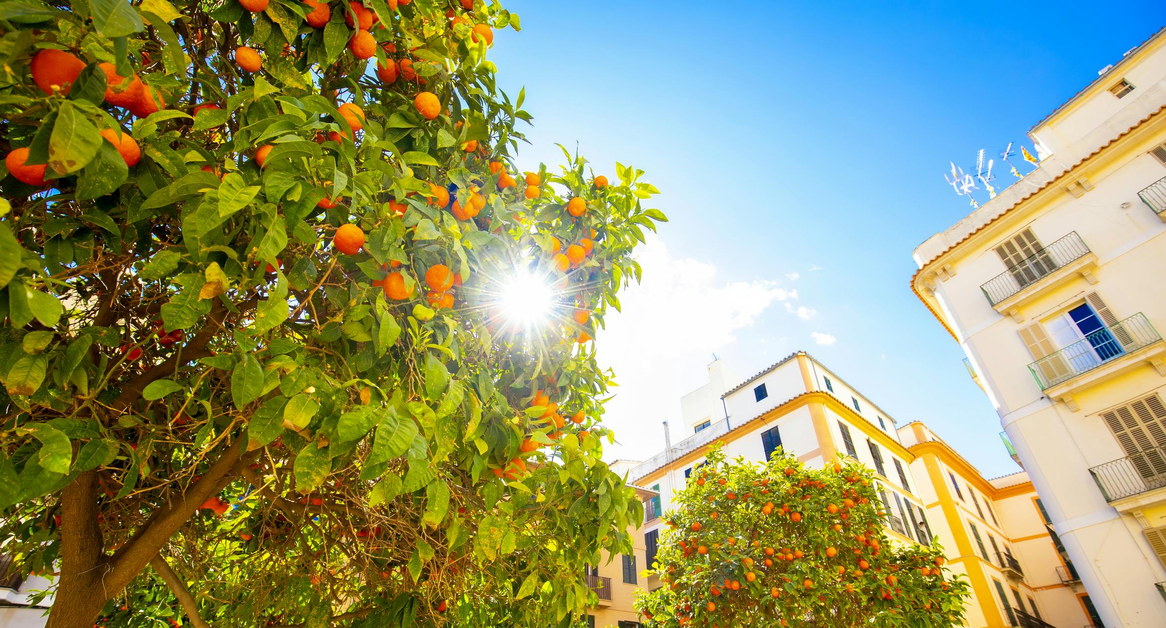 Orange trees in Valencia, Spain alongside multi-residential and commercial buildings