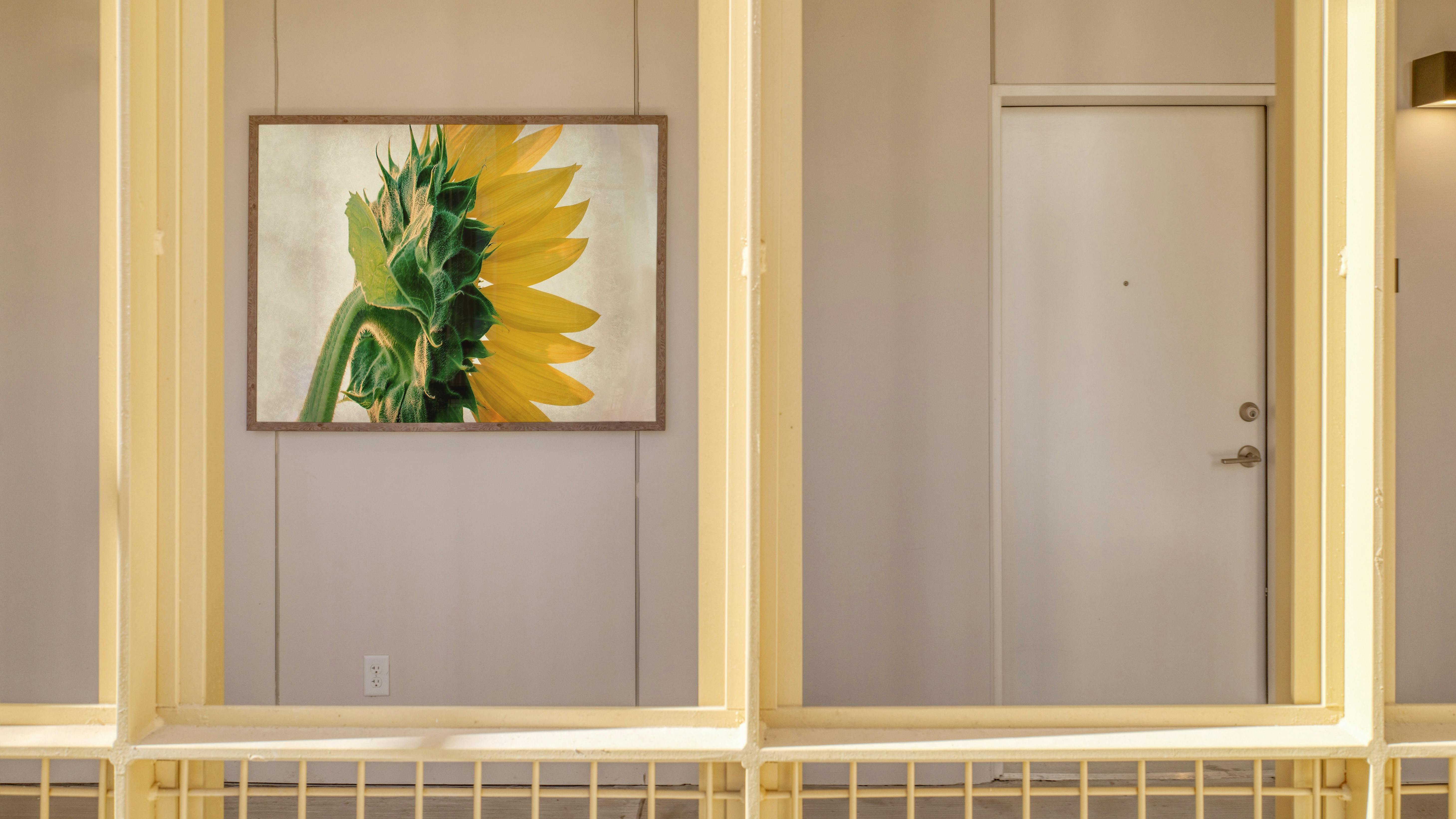 Oversized print of sunflower hanging on wall.